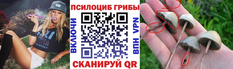Псилоцибиновые грибы Magic Shrooms  кракен ССЫЛКА  Тырныауз  сколько стоит 